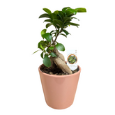 Ficus Ginseng – Bonsai